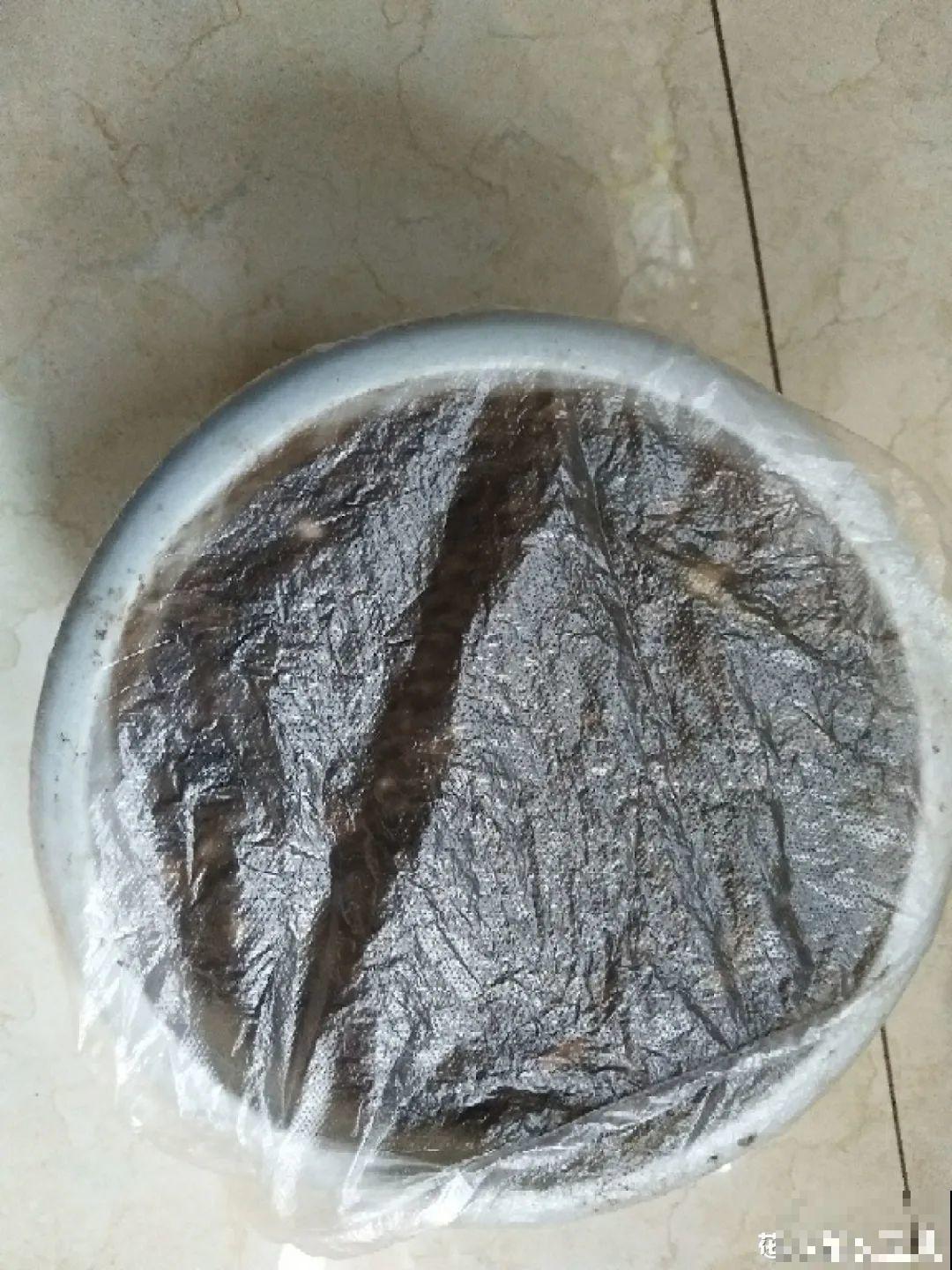 玉米棒子插水里，比绿植长得快，长成清新小盆栽