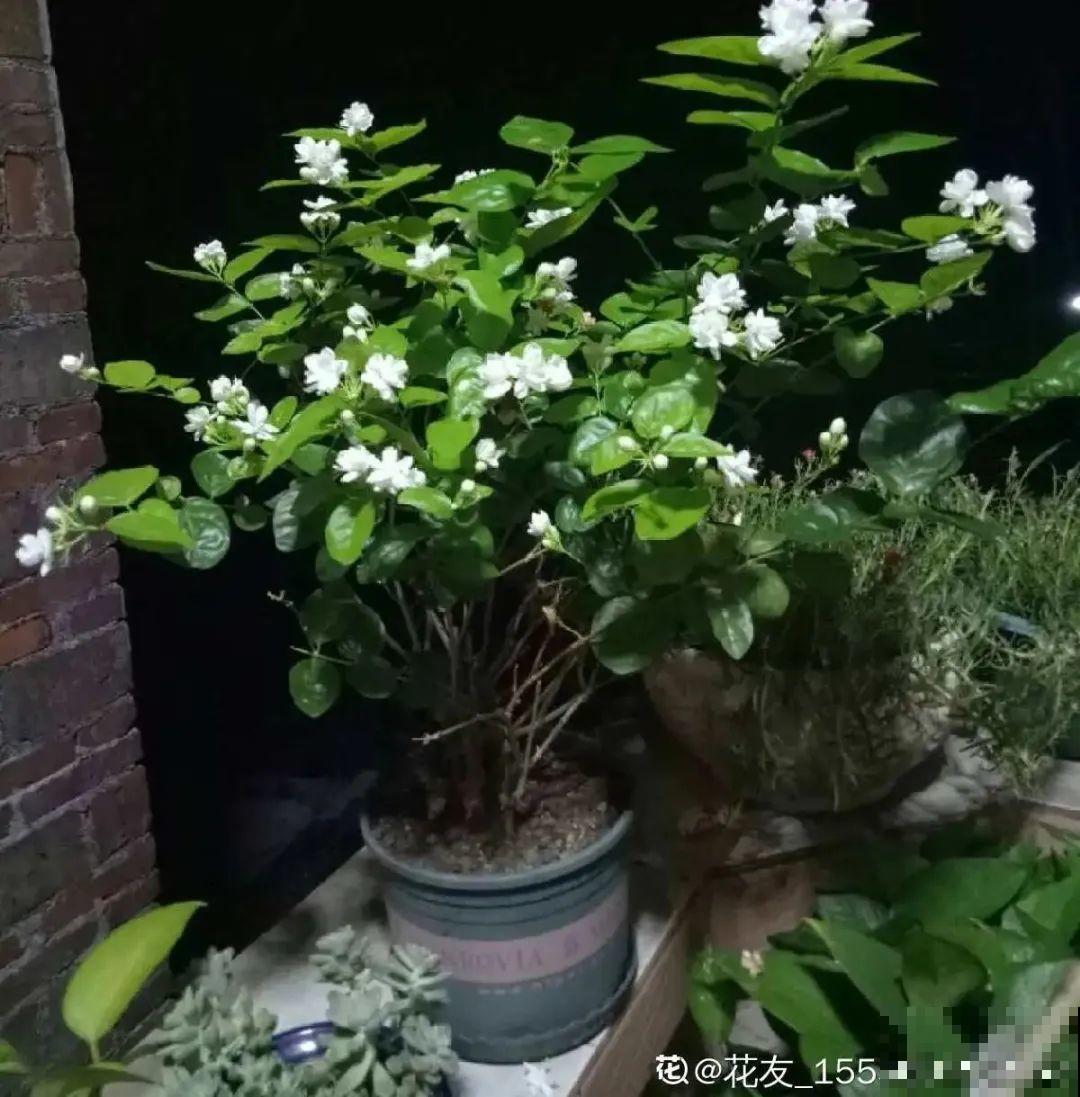 晒不死、热不死的花,越晒花越多,越热长越快 晒不死、热不死的花,越晒花越多,越热长越快