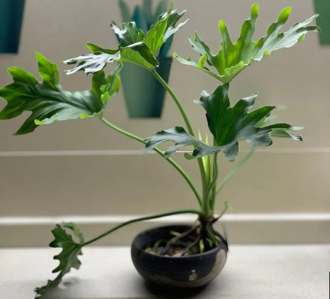 绿萝可以扔了,养盆“格调”花,颜值高还有气质 绿萝可以扔了,养盆“格调”花,颜值高还有气质