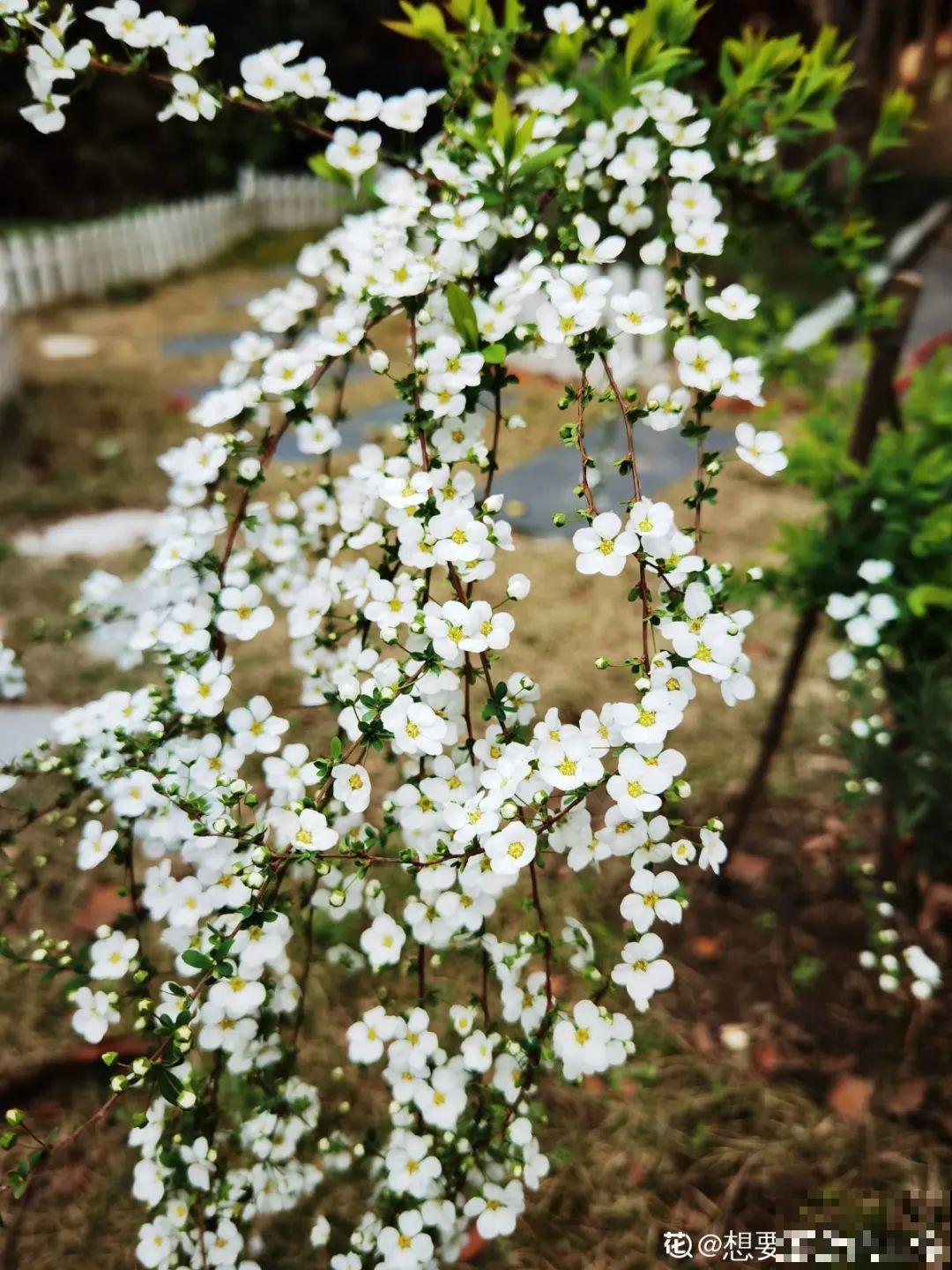 清明赏花，带上这份花卉图谱，变身行走的识花机器