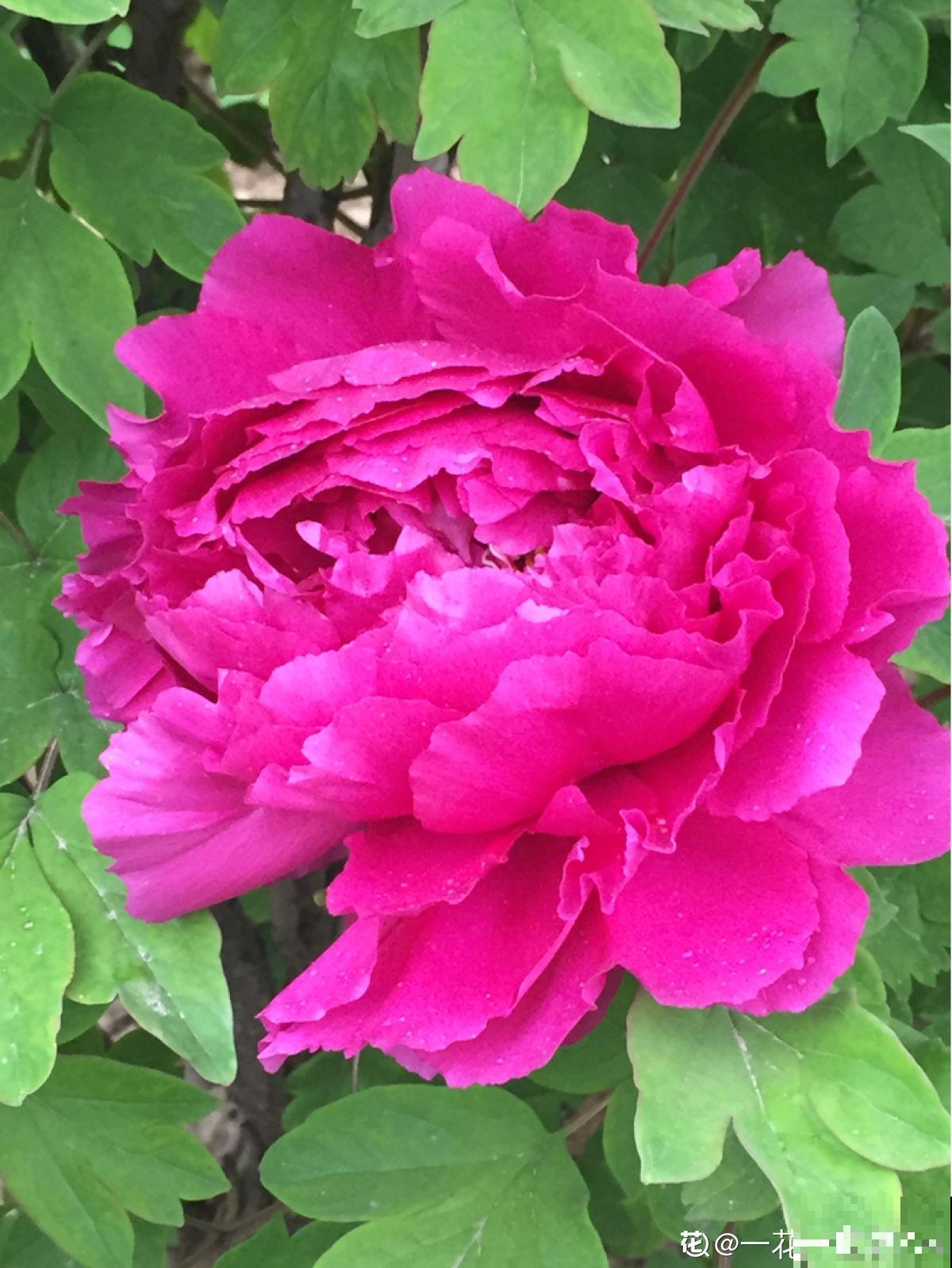 春天的花怎么拍都美,尤其是牡丹,雍容华贵让人一眼爱上 春天的花怎么拍都美,尤其是牡丹,雍容华贵让人一眼爱上