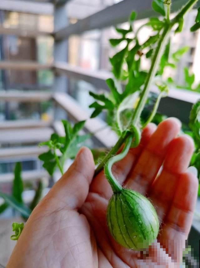 完整攻略教你种西瓜，夏天到了，不出门就能当“吃瓜群众”！