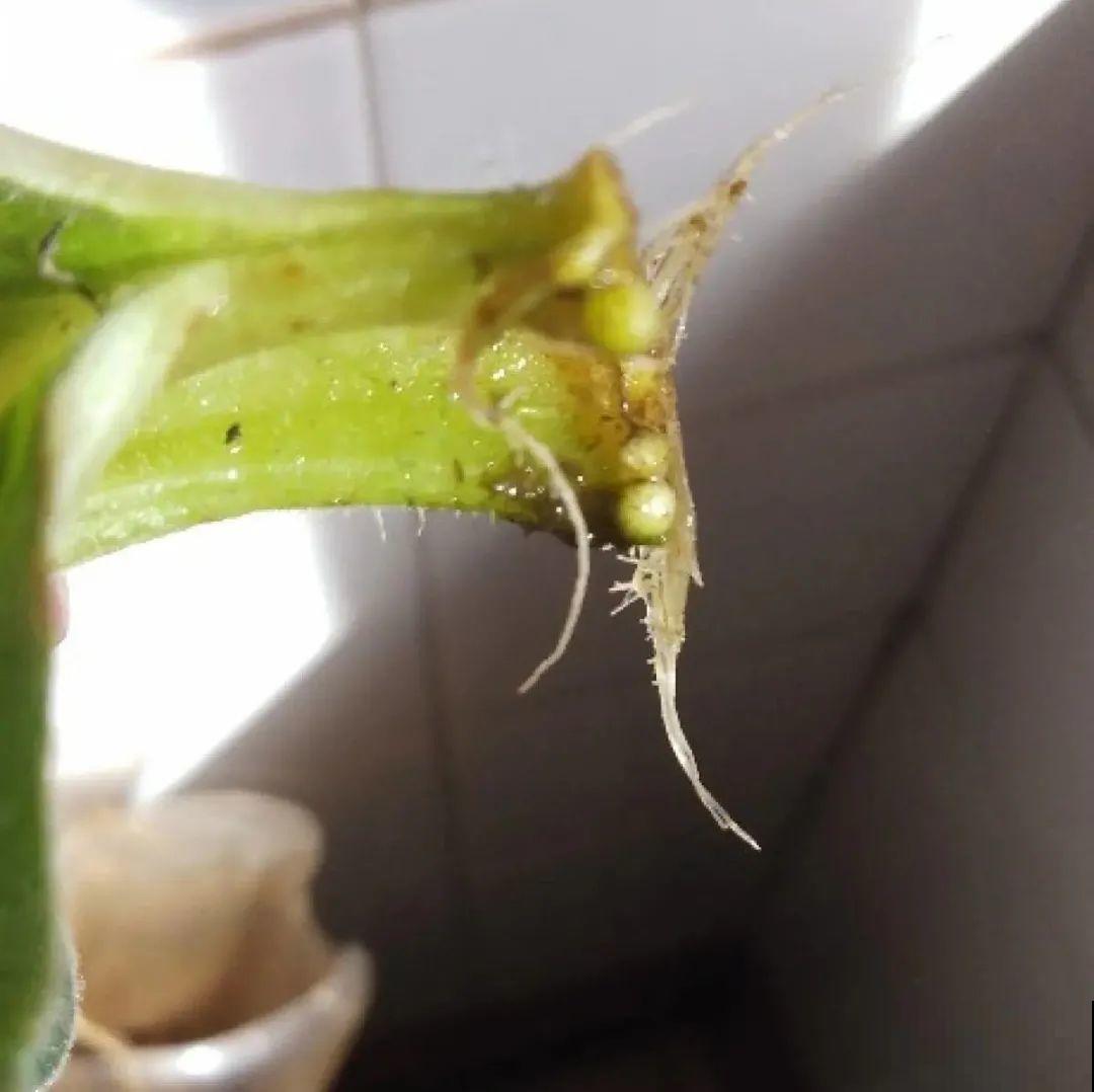 12种花真是太能生，叶子沾土就生根，实在太好活