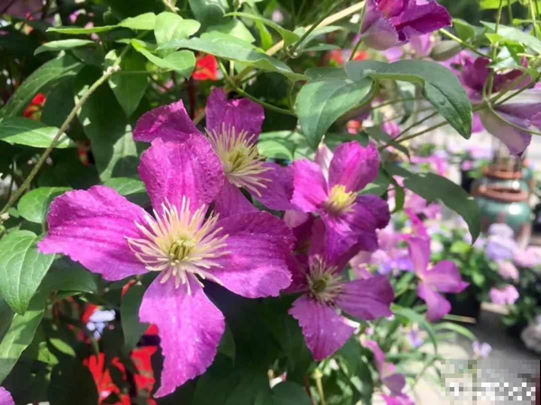 有院子的话，要种一整面花墙，呼呼开爆