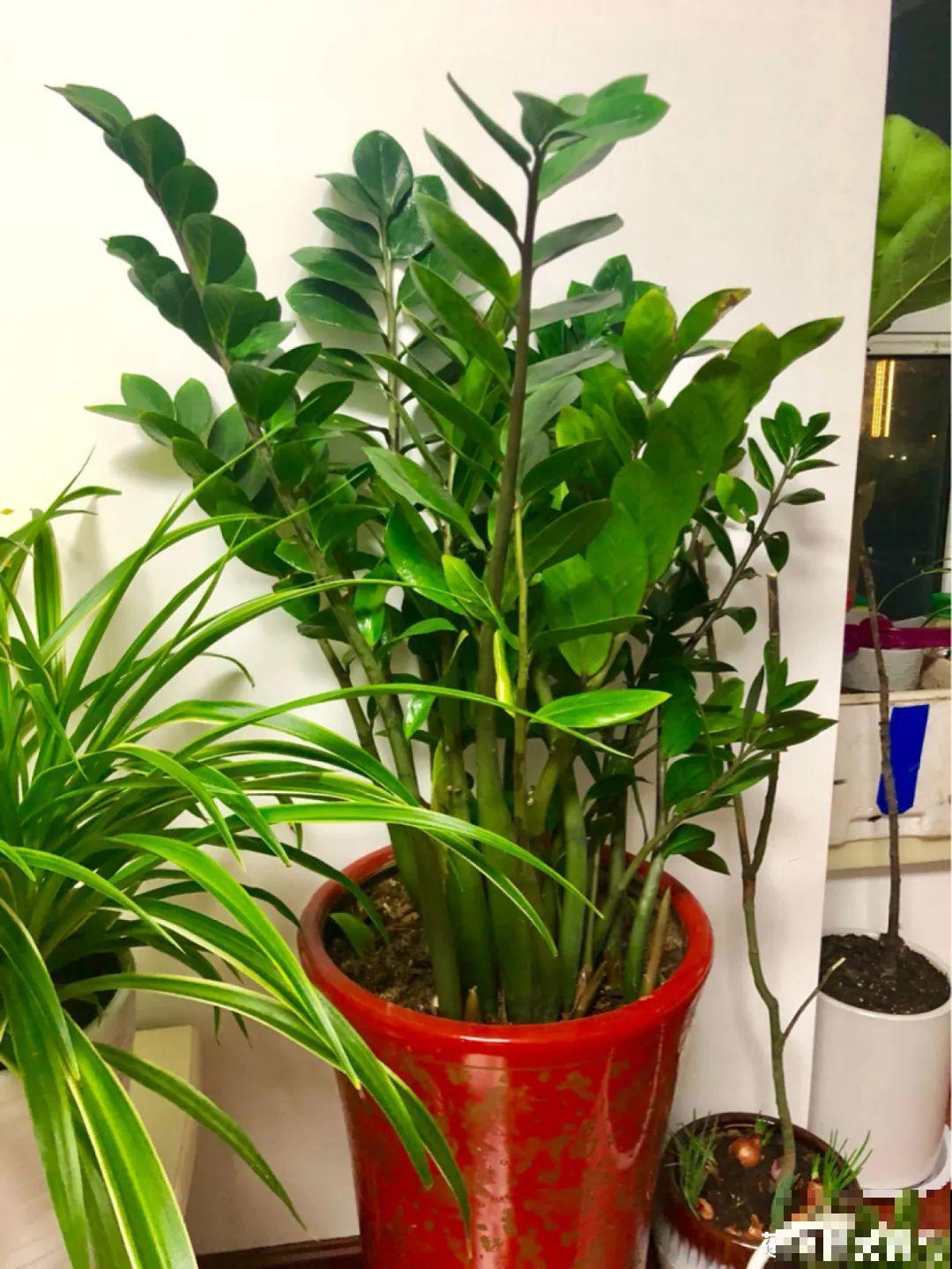 9种花是富贵命,必须大盆养,小盆养会憋死 9种花是富贵命,必须大盆养,小盆养会憋死