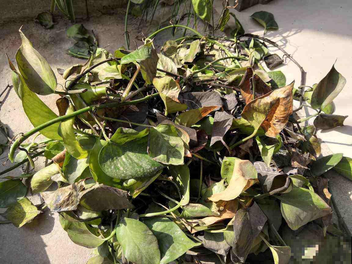 家里的花被养死了？先别扔，还能救活接着长！