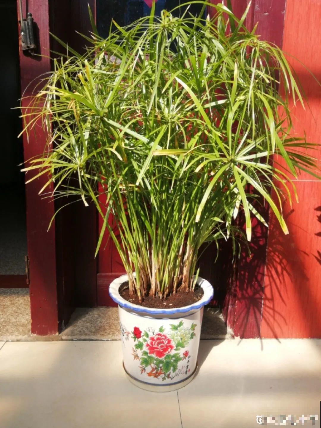 10种花夏天喝水多，多浇水，很快爆满一大缸