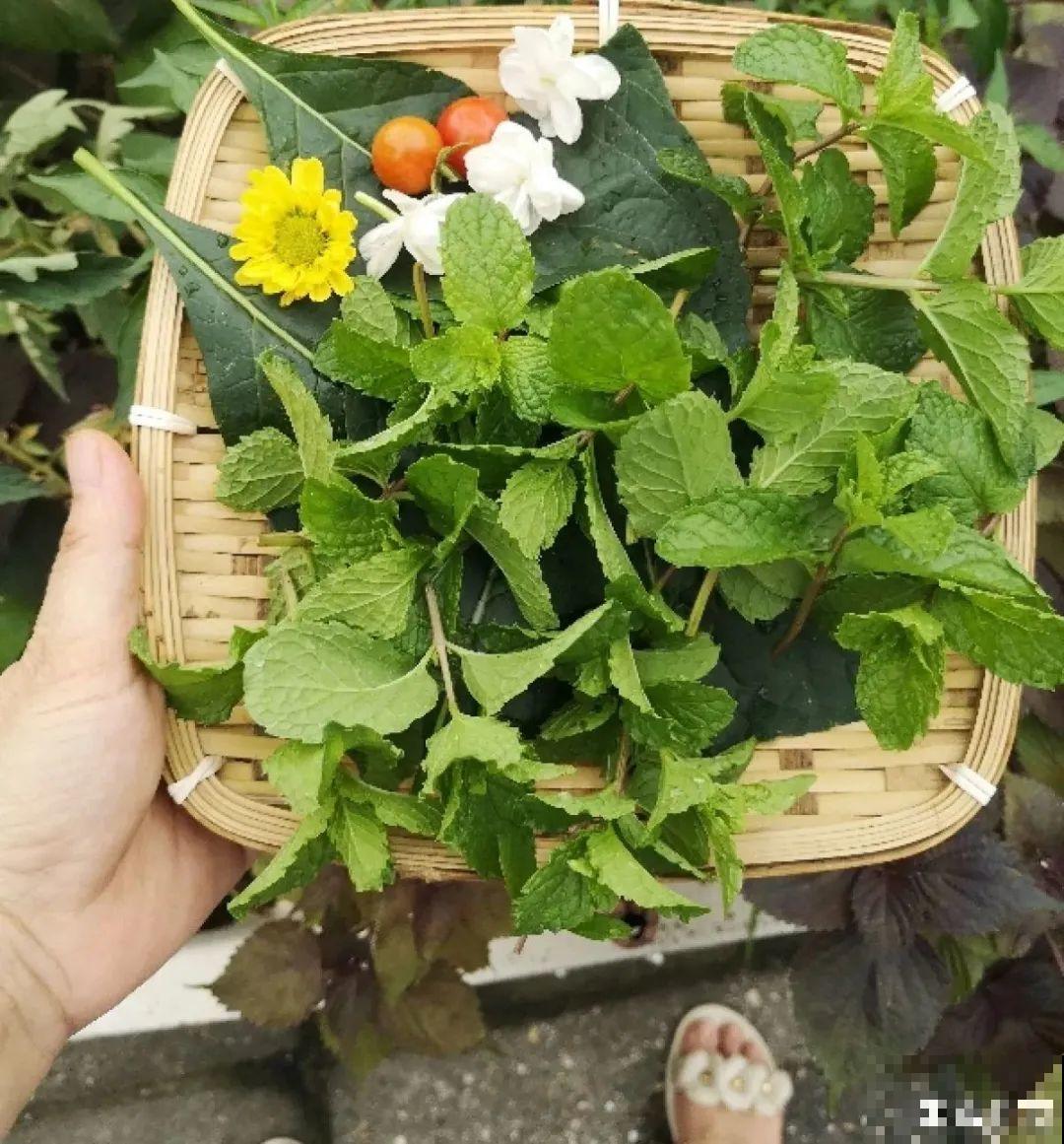 春天给花修剪,花才能呼呼开,俩月开爆盆 春天给花修剪,花才能呼呼开,俩月开爆盆