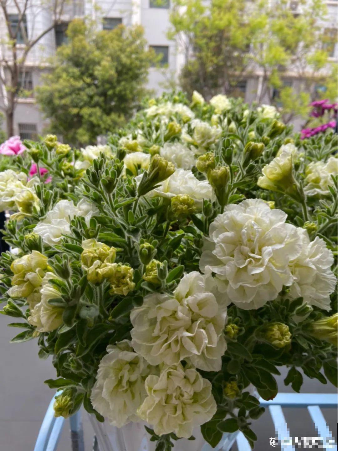 春天养盆绿色花，看着清爽干净，今年一定要养一盆