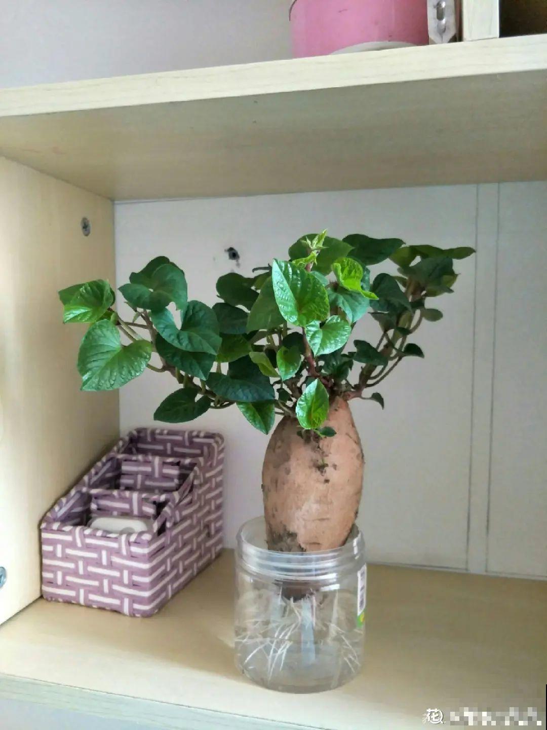 玉米棒子插水里，比绿植长得快，长成清新小盆栽