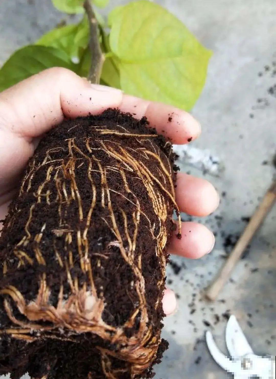 春天最佳繁殖季，扦插播种分株压条，成活率特高