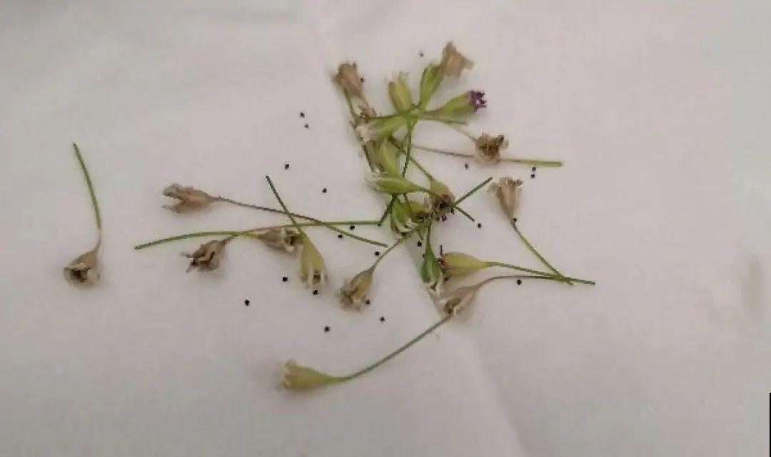 春天最佳繁殖季，扦插播种分株压条，成活率特高