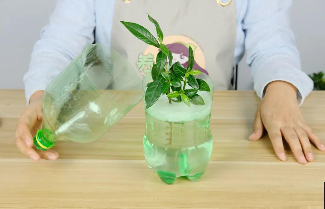 11种常见花，现在扦插，成活率特高