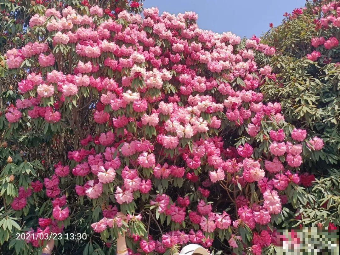 5月出门,收下这份百花图谱,啥花都能叫上名! 5月出门,收下这份百花图谱,啥花都能叫上名!