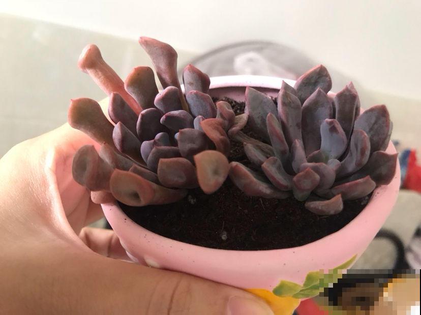 养多肉的小白，记住这些术语，秒变大神！