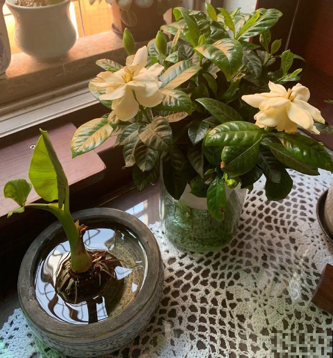 绿萝可以扔了,养盆“格调”花,颜值高还有气质 绿萝可以扔了,养盆“格调”花,颜值高还有气质