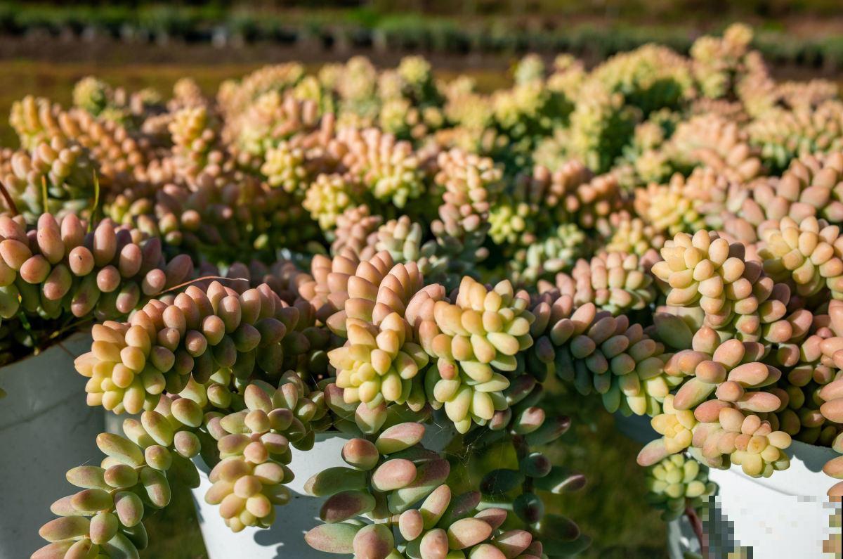 养多肉的小白，记住这些术语，秒变大神！