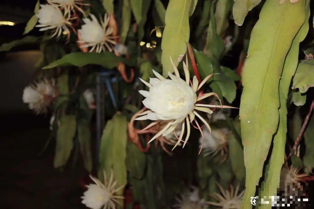 家里养盆香水花,满屋子飘香,还能净化空气 家里养盆香水花,满屋子飘香,还能净化空气