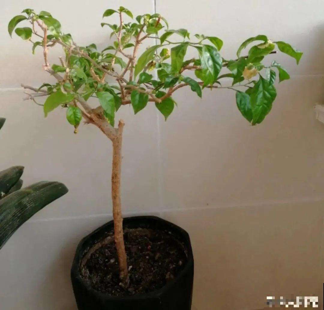 晒不死、热不死的花,越晒花越多,越热长越快 晒不死、热不死的花,越晒花越多,越热长越快