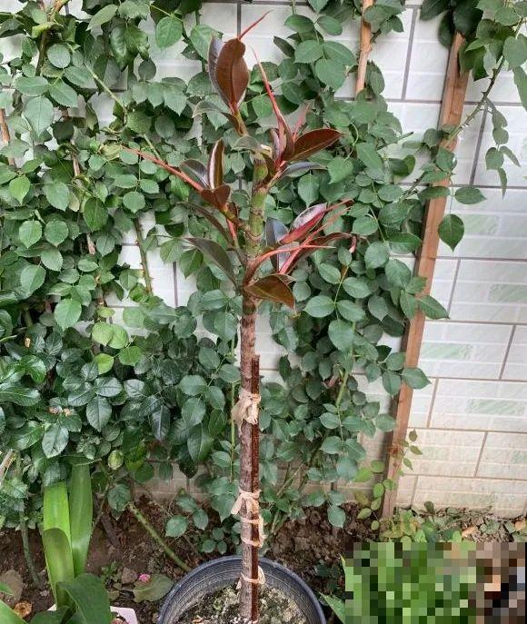 7种花要赶紧砍头,一头变多头,长得是真旺 7种花要赶紧砍头,一头变多头,长得是真旺