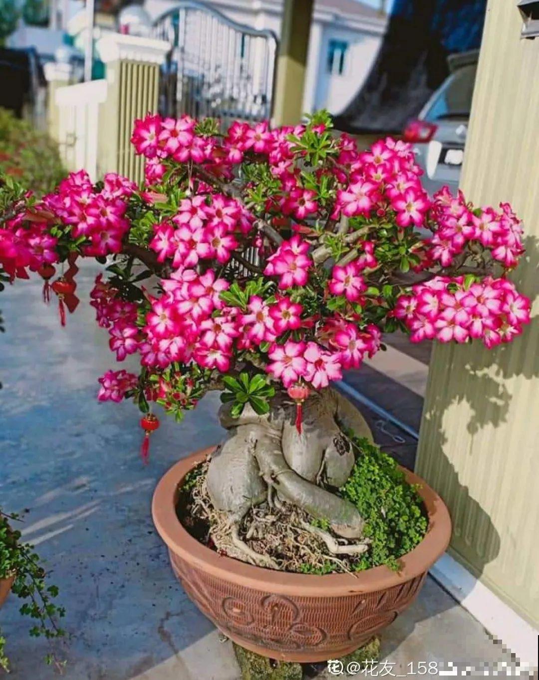 家里养棵“丑八怪”，霸气镇宅，越养越爱