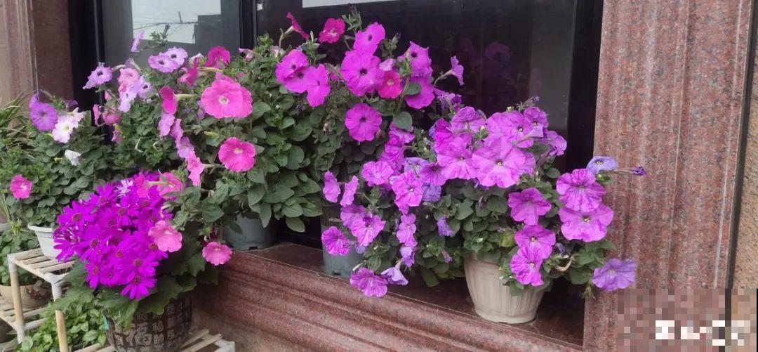 夏天修剪要下狠手，剪得越狠越爆盆，多晒长成大花球