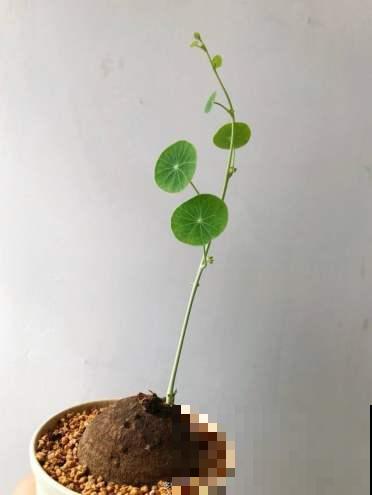 想要山乌龟迅速爬满墙，一定要掌握的4个小技巧，观赏性非常高！