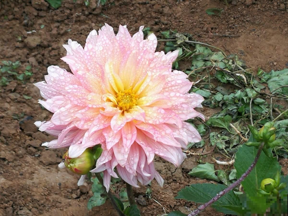 大丽花实用种植技巧，现在教你，年年花开不断！