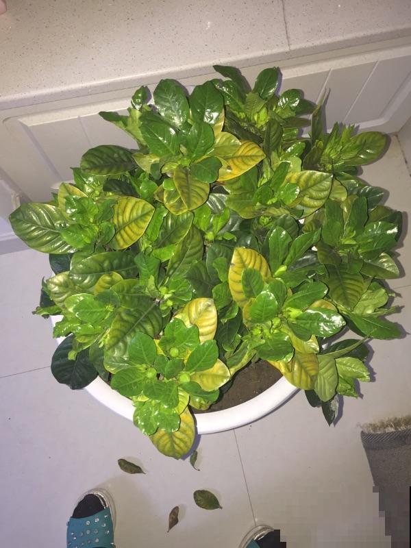 掌握这5种除虫方法，室内环境好，花草长得旺！