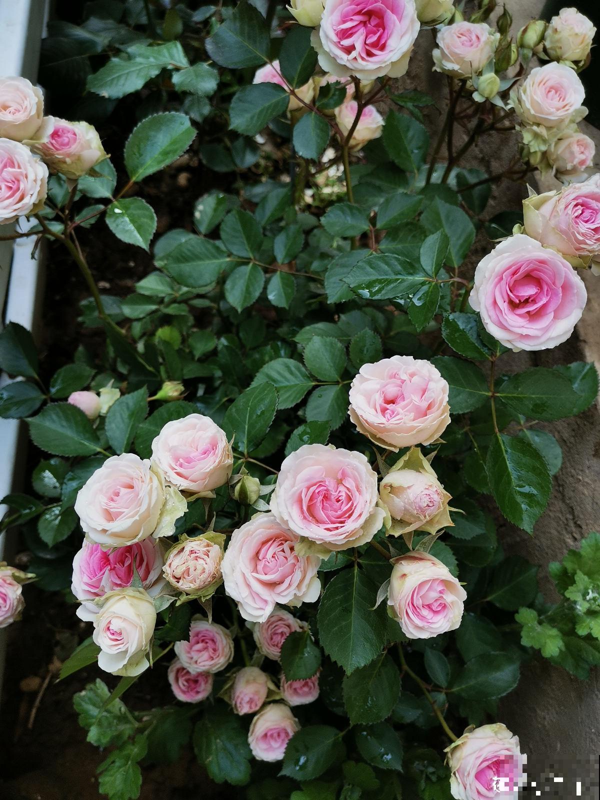 养月季的一些常见问题，现在教你怎么治，让花重新长旺！