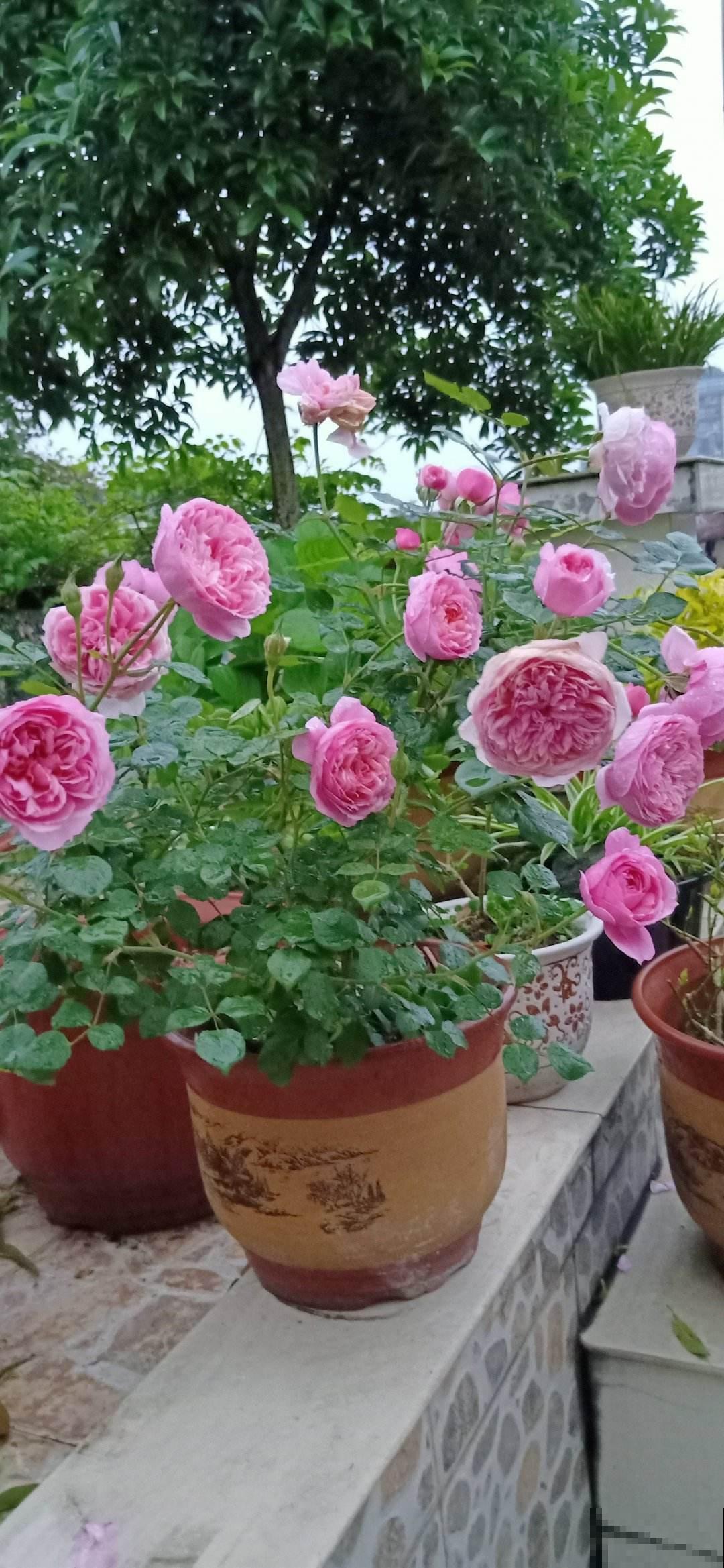 土里撒一把“小豆豆”,花苞呼呼往外蹦,开花超级旺 土里撒一把“小豆豆”,花苞呼呼往外蹦,开花超级旺