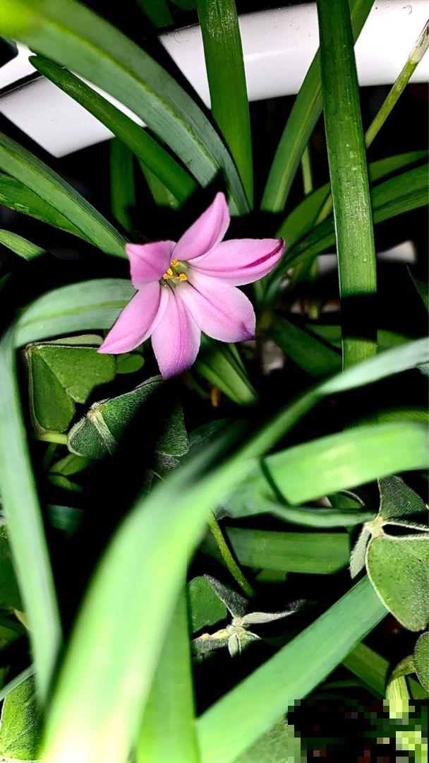 1种花长得像“韭菜”，开花却像“小星星”，颜色美得像彩虹