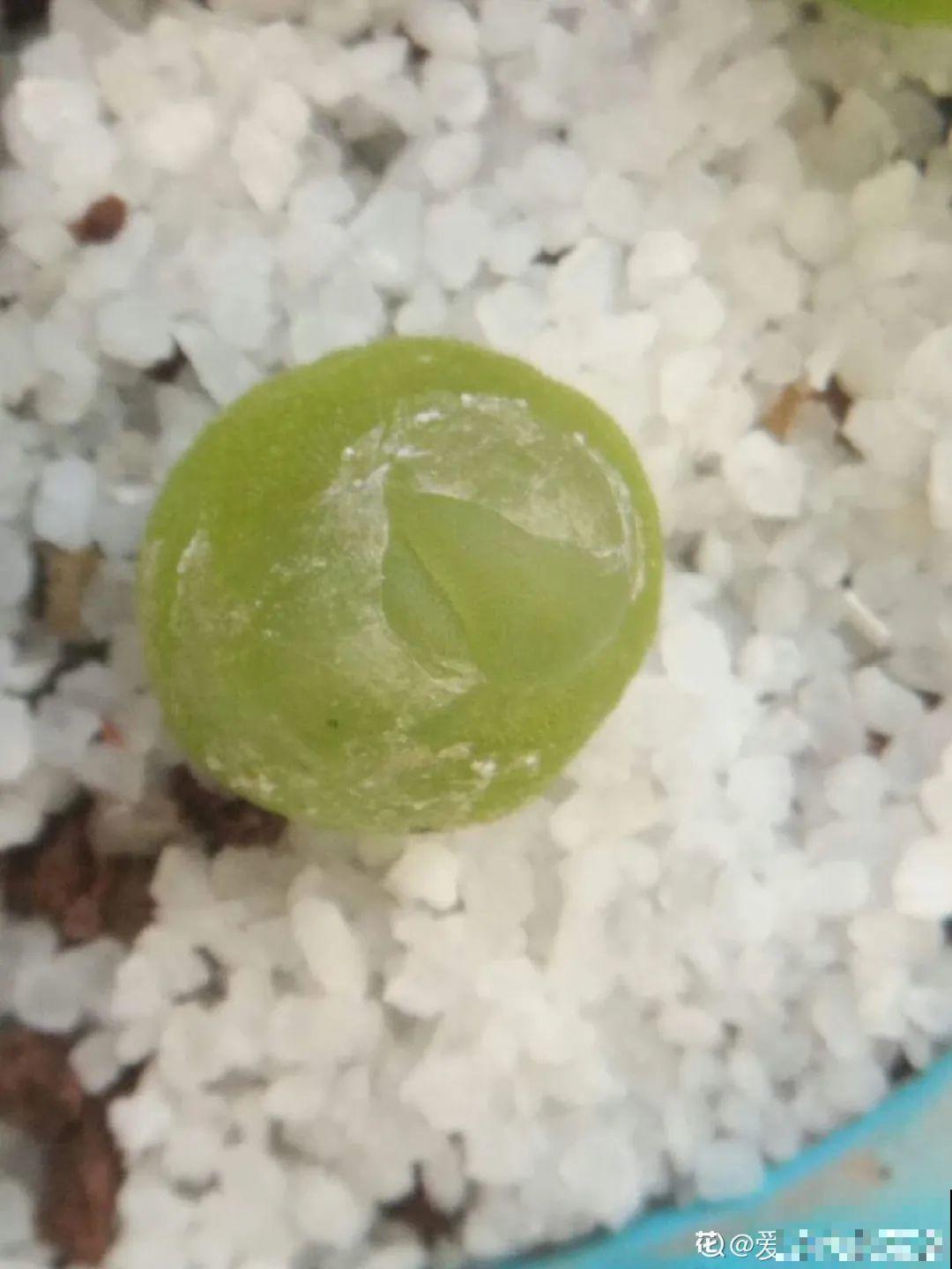 养多肉的人里，有一群“屁股花”爱好者，养的多肉超可爱