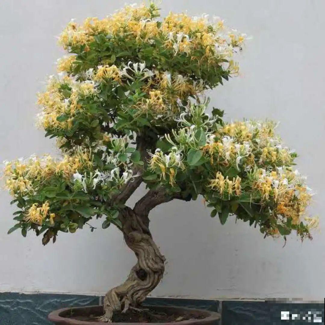 超好看的小野花，春天野外一大片，挖几棵回家还能泡茶