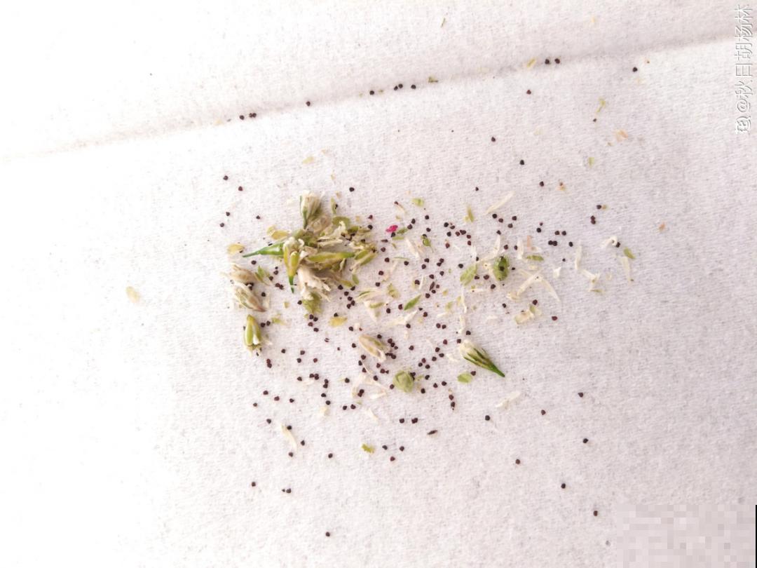 20种花不用买，开完花等20天，爆出好多种子！