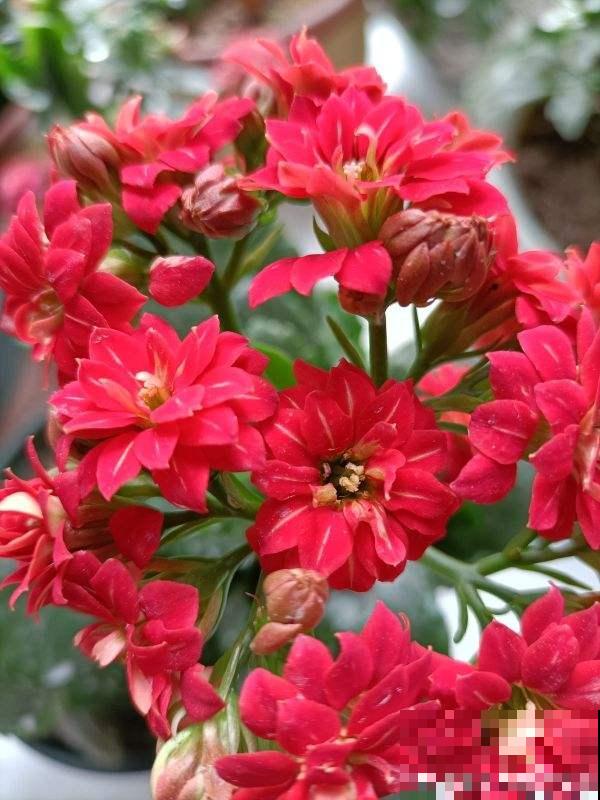 3种花不适合夏天买，只要一黑腐，很快死翘翘