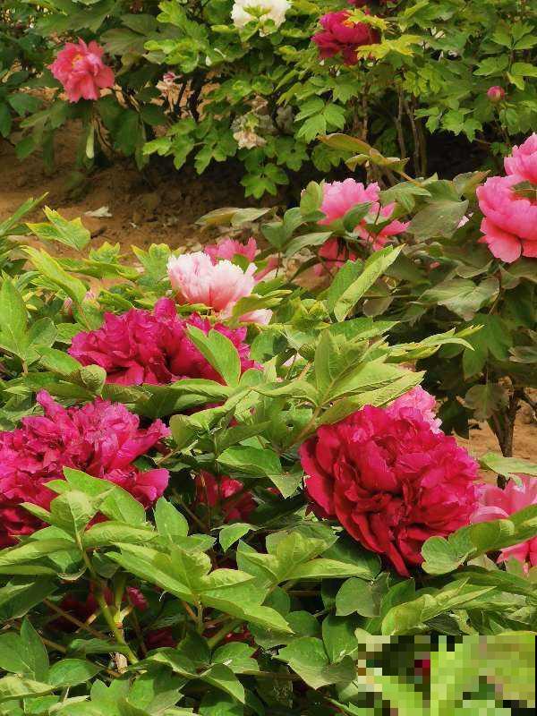 古人喜欢的花,到了现代更受欢迎,开花特旺盛 古人喜欢的花,到了现代更受欢迎,开花特旺盛