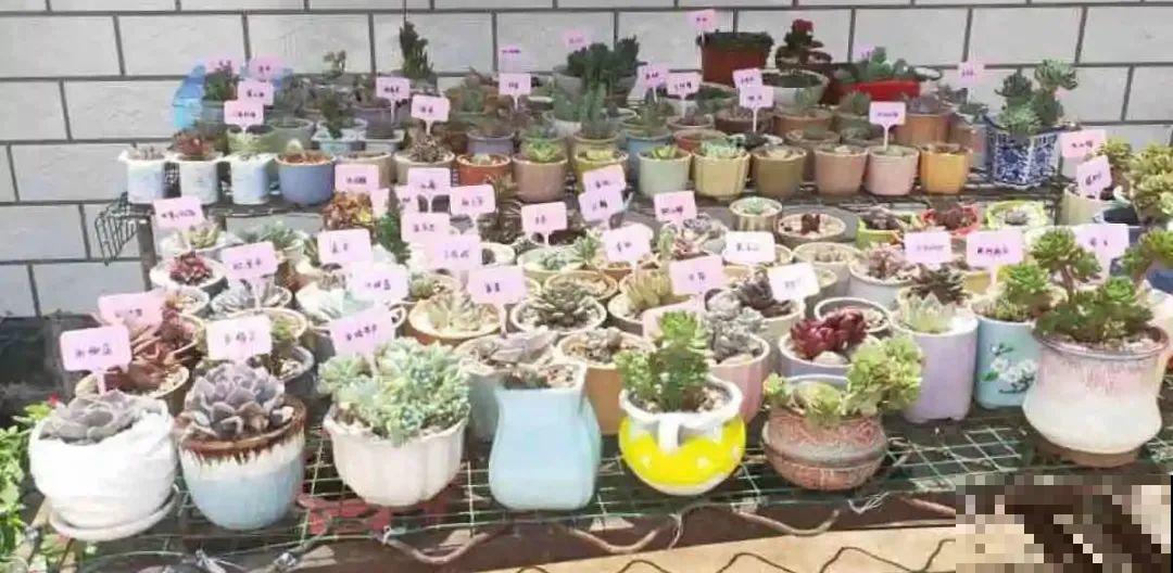 养多肉不用买花盆,只需一些水泥,自己就能DIY做花盆 养多肉不用买花盆,只需一些水泥,自己就能DIY做花盆