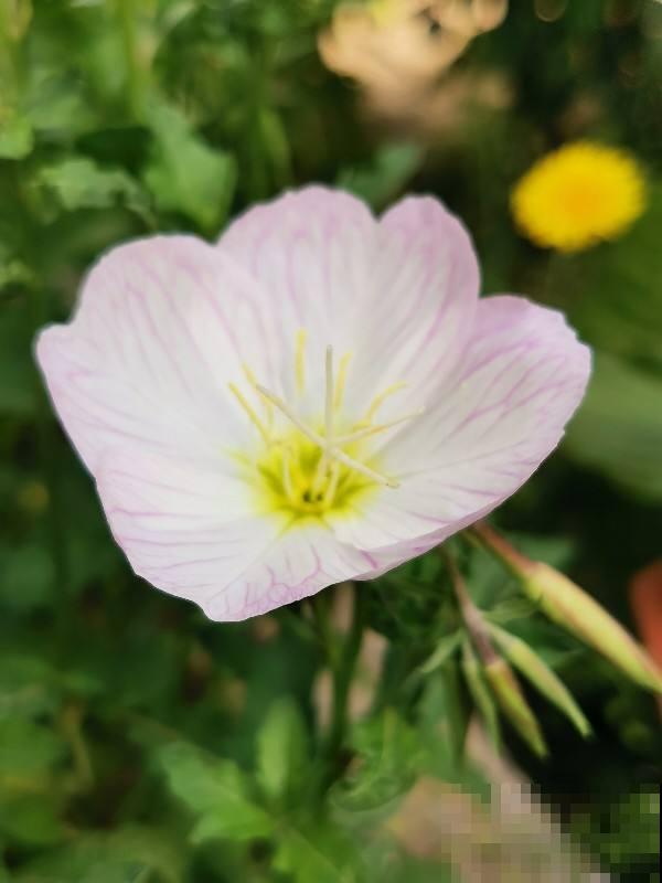 夏天养花不好养,那是你没见过这4种,一碰土就能活! 夏天养花不好养,那是你没见过这4种,一碰土就能活!