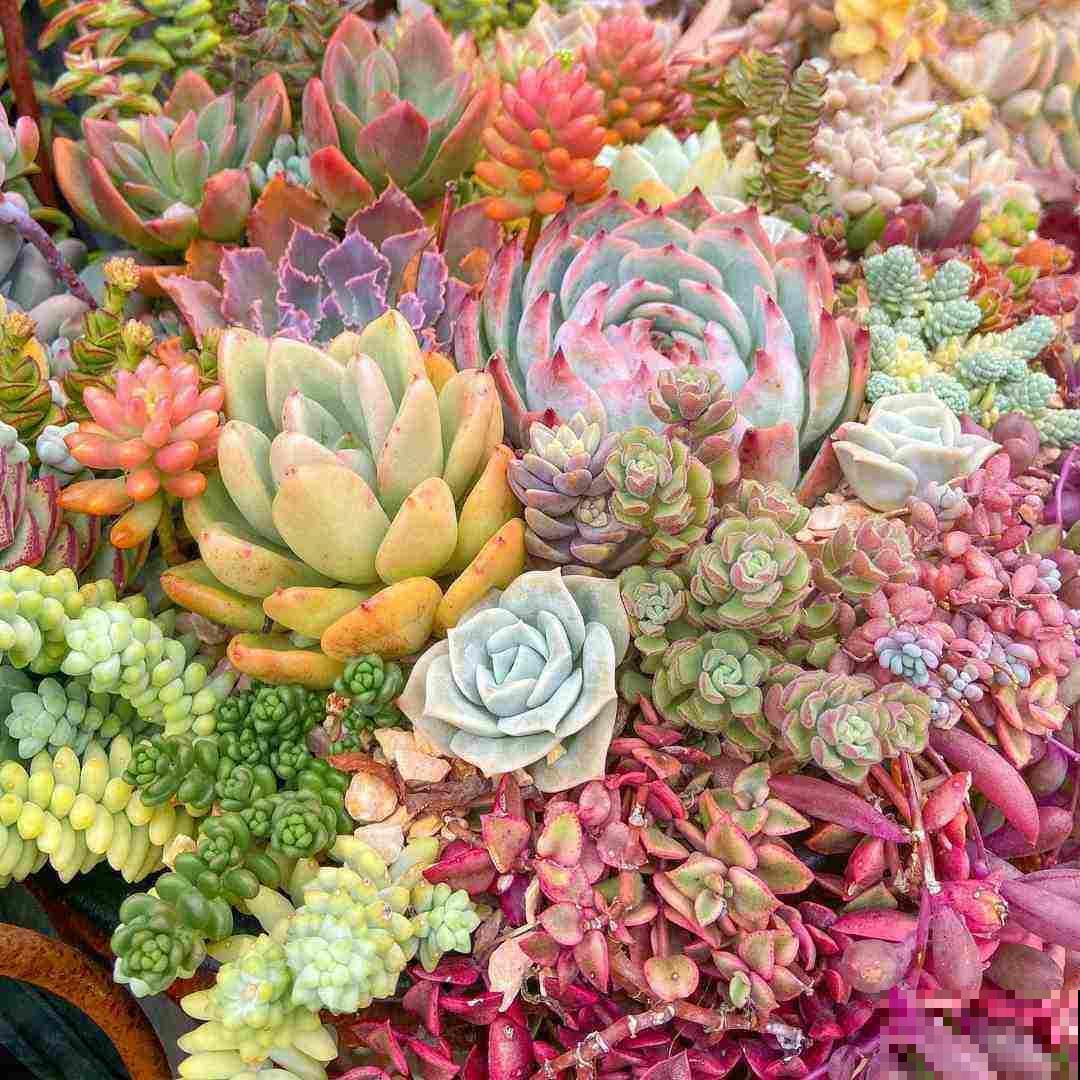 关于植物的知识问答， 答对6道，就叫你“博士”