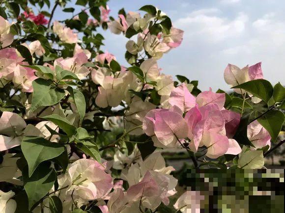 三角梅长不好?赶紧给它摘叶子,摘得越干净,长得越好 三角梅长不好?赶紧给它摘叶子,摘得越干净,长得越好