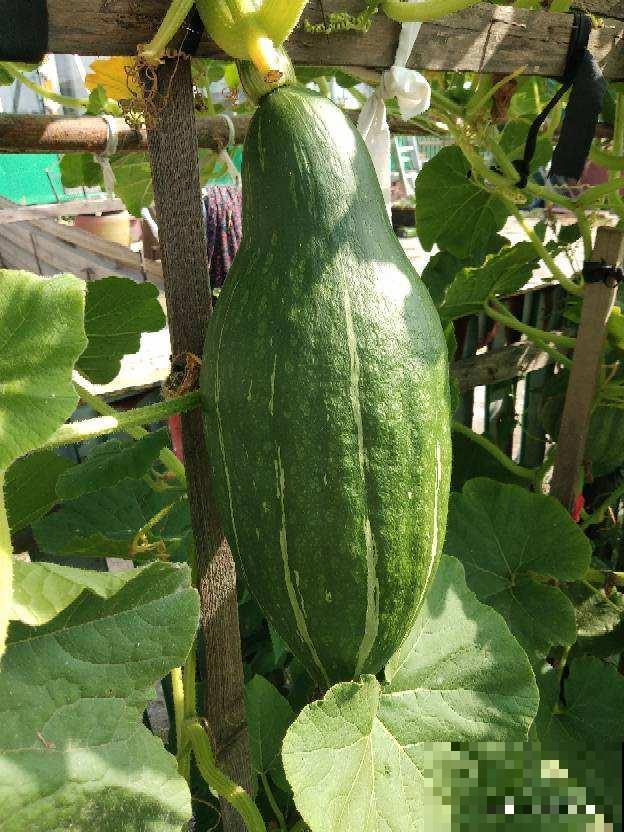 1种瓜真神奇,砍一刀很快就长出新的,边砍边吃真爽 1种瓜真神奇,砍一刀很快就长出新的,边砍边吃真爽