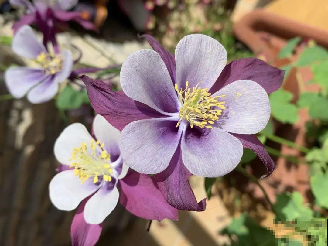 5月出门,收下这份百花图谱,啥花都能叫上名! 5月出门,收下这份百花图谱,啥花都能叫上名!