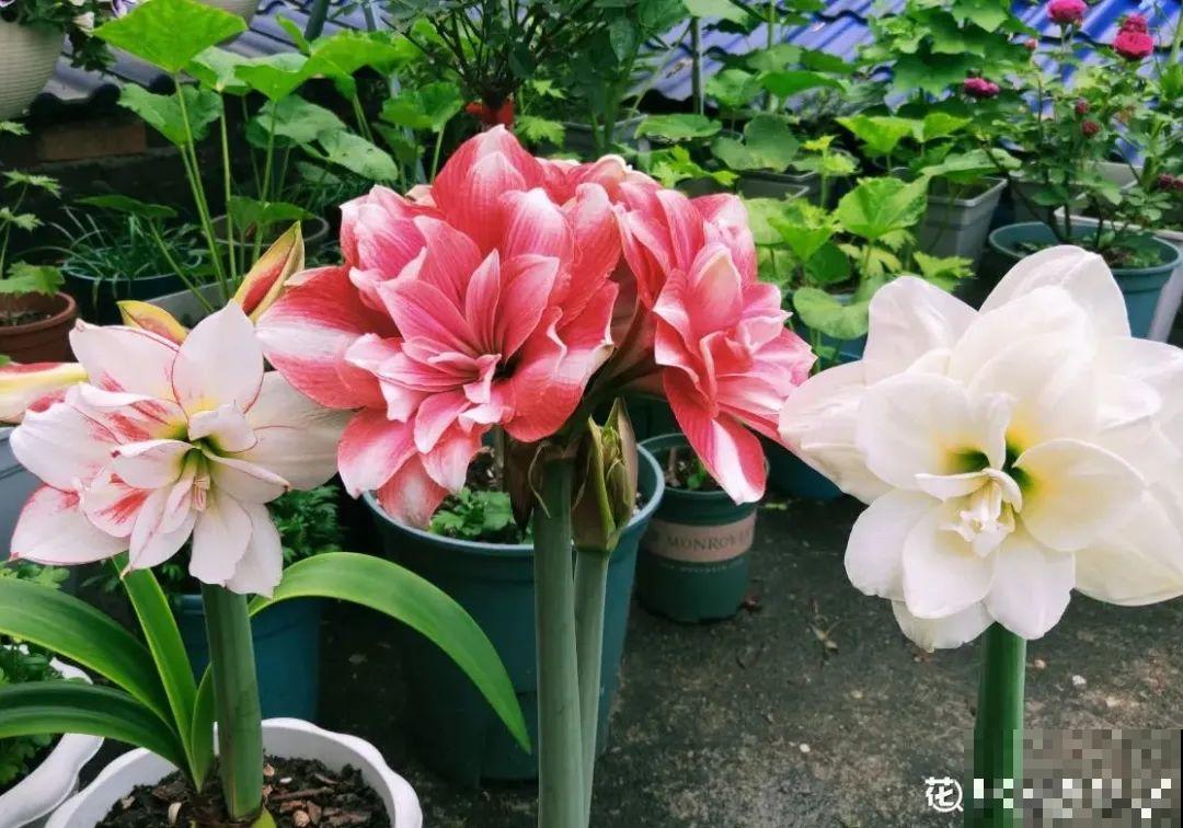 植物长了个大肚子，超级耐旱，一个月不浇水也死不了