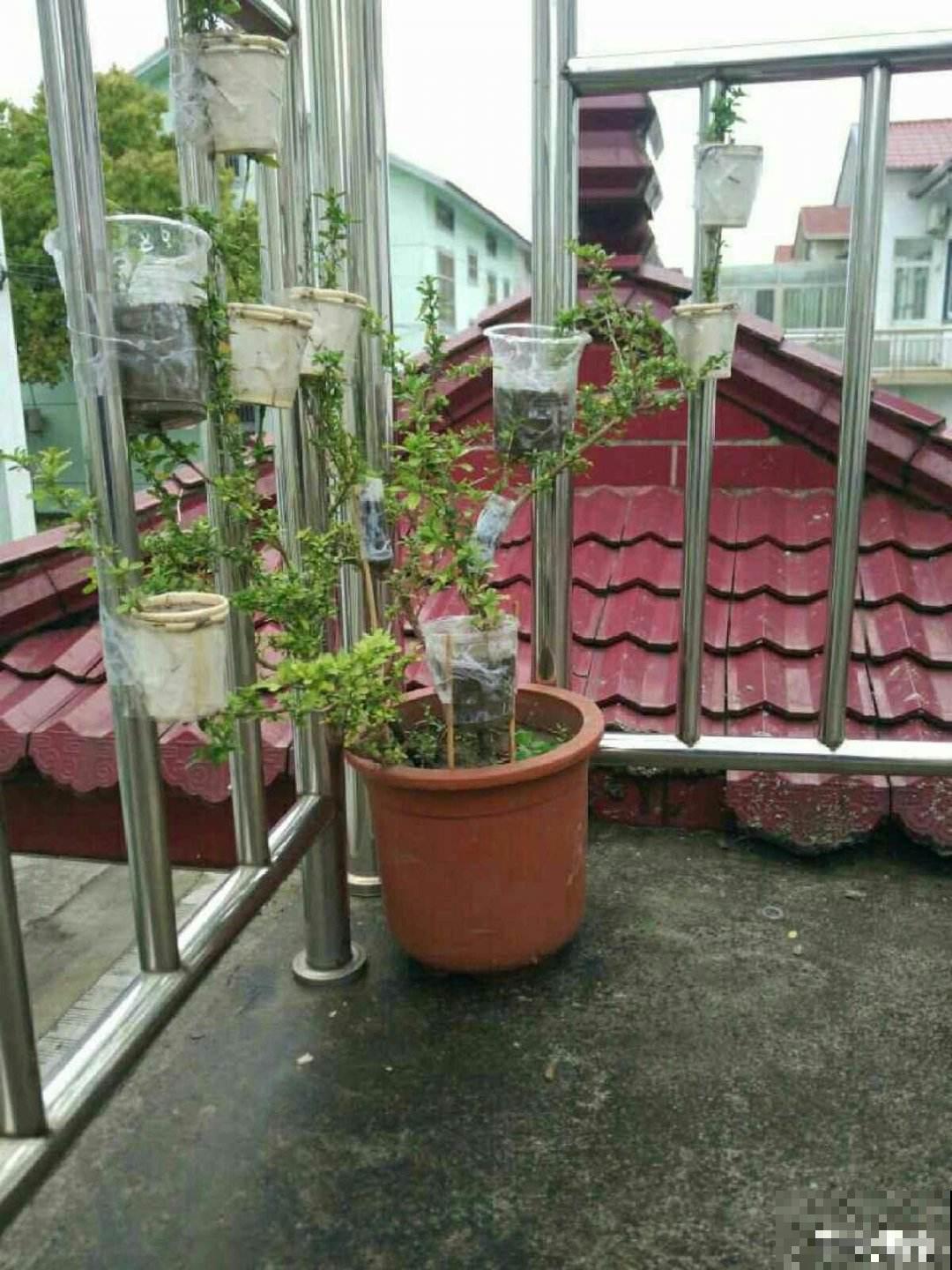 纸巾也有妙用,用来扦插,枝条迅速生根! 纸巾也有妙用,用来扦插,枝条迅速生根!