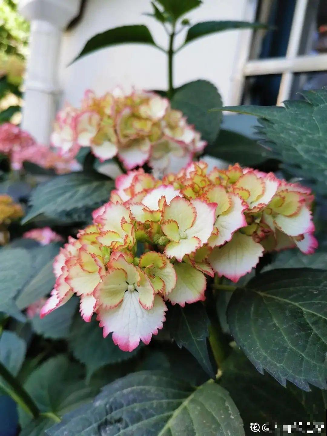 夏天扦插最好活，剪个枝条插土里，10天就生根！