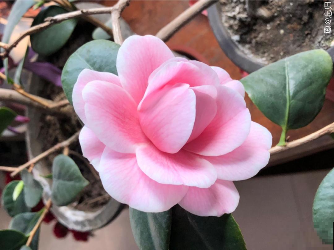 3月份养花,别急着搬出屋外,花容易死翘翘 3月份养花,别急着搬出屋外,花容易死翘翘