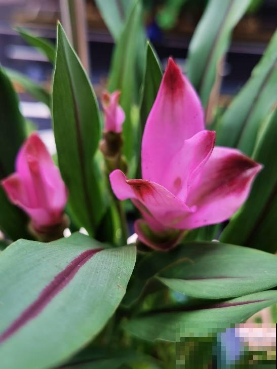 长得像生姜的“荷花”,开花时美艳动人,少见却十分好养 长得像生姜的“荷花”,开花时美艳动人,少见却十分好养