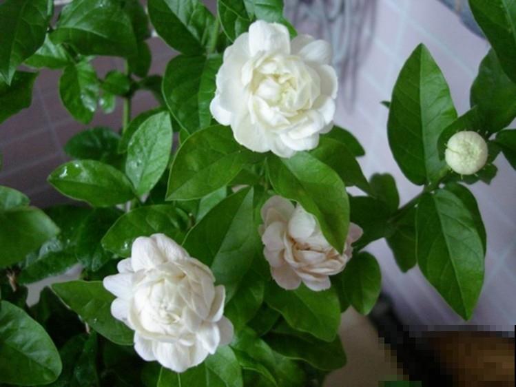 院子里只种兰草，1朵娇艳花也没有，你喜欢吗