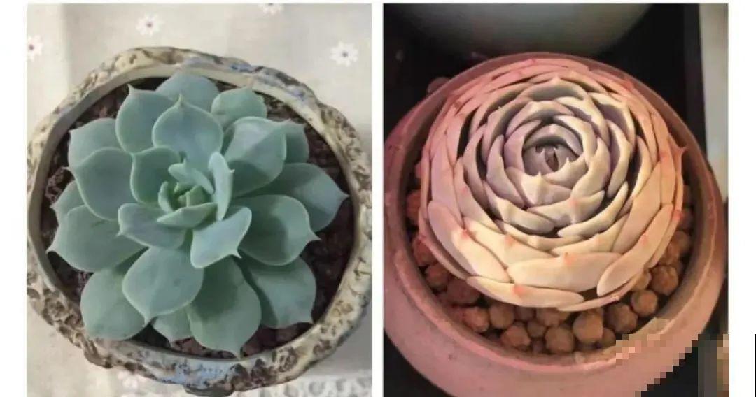室内养多肉,也能养出水晶果冻色,任谁看到都说好 室内养多肉,也能养出水晶果冻色,任谁看到都说好